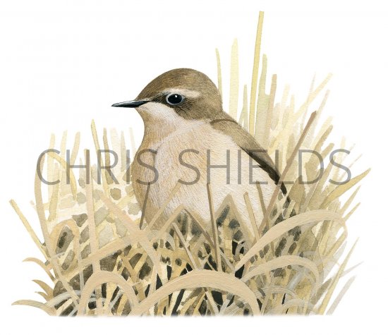 Illustration of Wheatear female (Oenanthe oenanthe) (#3395)