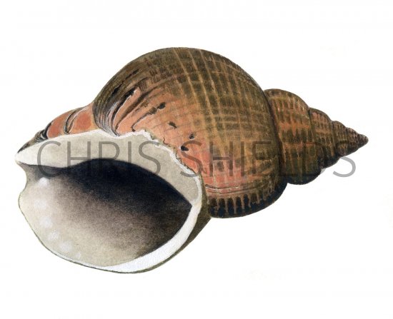 Illustration of Common Whelk (Buccinum undatum) (#1847)