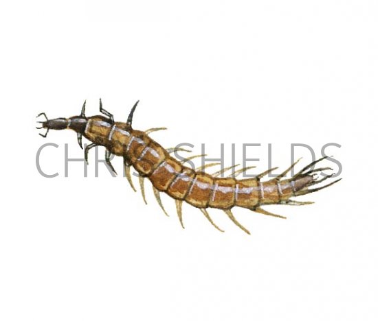Illustration of Whirligig Beetle Larvae (Gyrinus) (#2142)