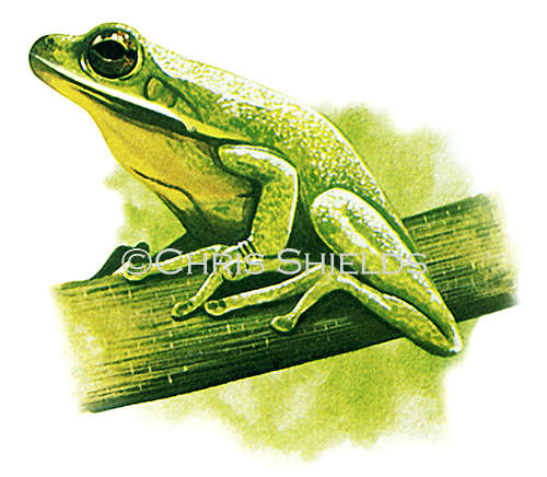 Illustration of White Lipped Tree Frog (Litoria infrafrenata) (#1333)