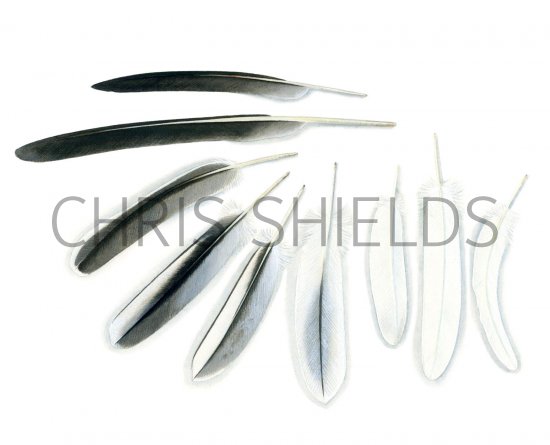 Illustration of White Pelican feathers (Pelecanus onocrotalus)l (#1769)