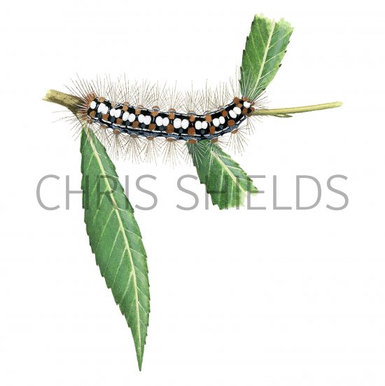 Illustration of White Satin Moth Caterpillar (Leucoma salicis) (#3245)