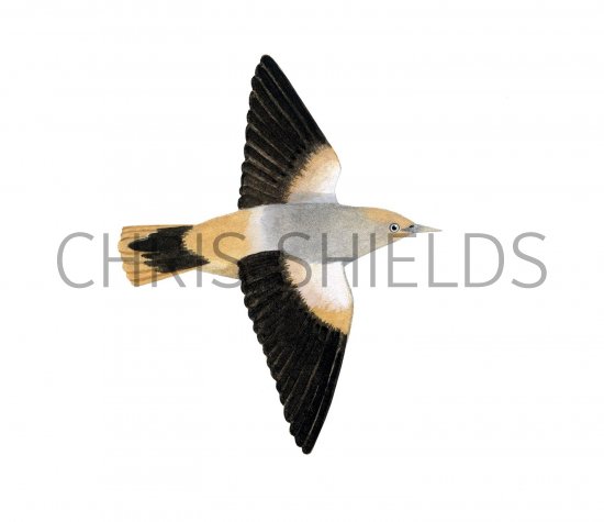 Illustration of White-shouldered Starling (Sturnia sinensis) (#2227)