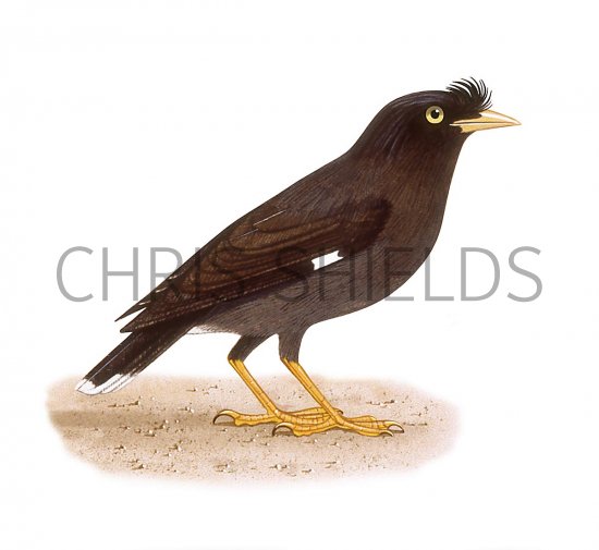Illustration of White-vented starling (Acridotheres javanicus) (#3321)