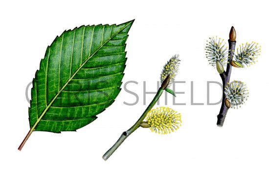 Illustration of Willow leaf flowers & catkins(Salix caprea) (#0832)