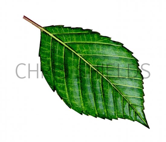 Illustration of Willow leaf (Salix caprea) (#3223)