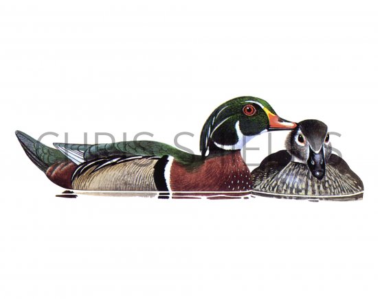 Illustration of Wood Duck (Aix sponsa) (#0444)