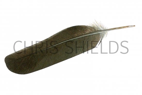 Illustration of Wood Pigeon feather (Columba palumbus) BD0600 (#4371)