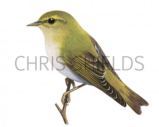 Illustration of Wood Warbler (Phylloscopus sibilatrix) (#3370)