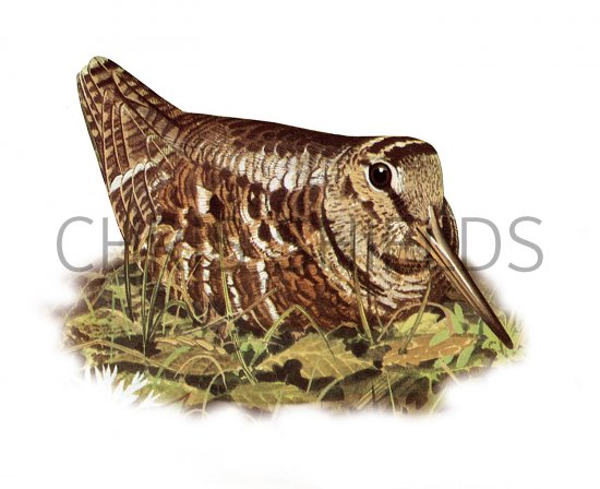 Illustration of Woodcock (Scolopax rusticola) (#3659)