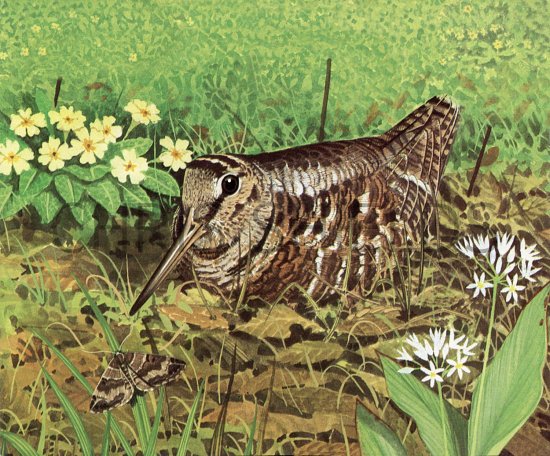 Illustration of Woodcock (Scolopax rusticola) (#3660)
