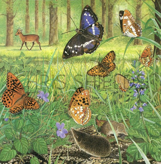 Illustration of Woodland Summer Butterflies (#2756)
