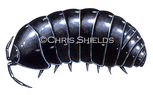 Illustration of Woodlouse (Pill) Armadillidium vulgare (#0349)