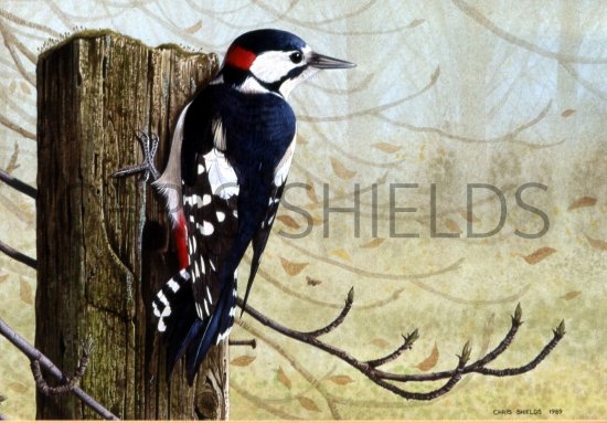 Illustration of Great Spotted Woodpecker (Dendrocopos major) (#0426)