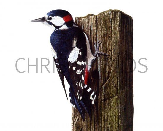 Illustration of Great Spotted Woodpecker (Dendrocopos major) (#3256)