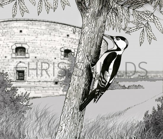Illustration of Great Spotted Woodpecker (Dendrocopos major) (#2946)