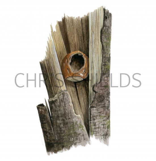 Illustration of Woodpecker hazel nut feeding sign (#4161)