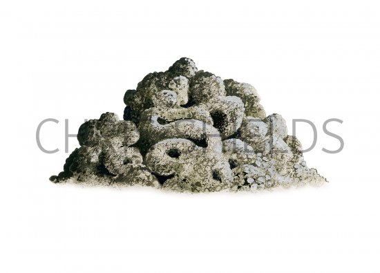Illustration of Earthworm Cast (Lumbricus terrestris) (#3689)