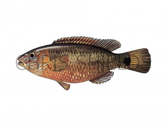 Illustration of Wrasse (Corking) Crenilabrus melops (#1109)