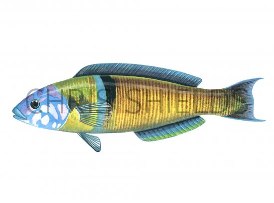 Illustration of Wrasse (Turkish, Rainbow or Peacock) (male) Thalassoma pavo (#1123)