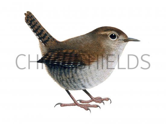 Illustration of Wren (Troglodytes troglodytes) (#1186)