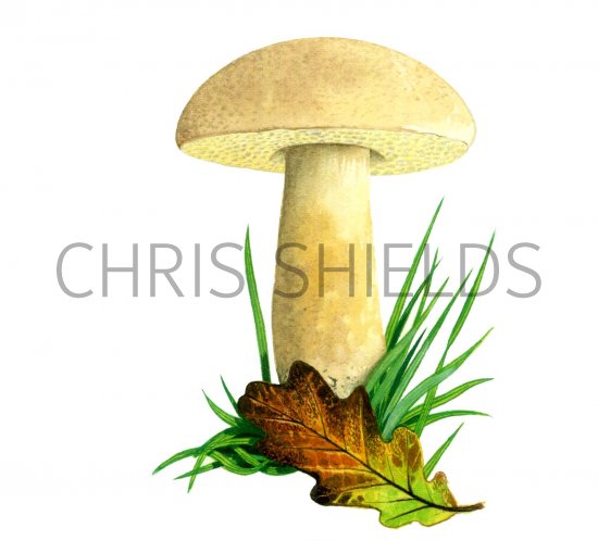 Illustration of Xerocomus moravicus (Tawny Bolete) (#2018)