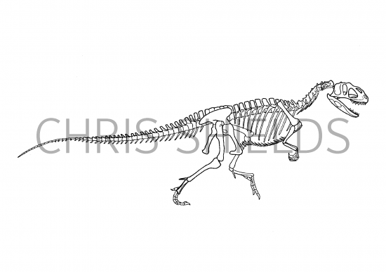 Illustration of Yangchuanosaurus (#0213)