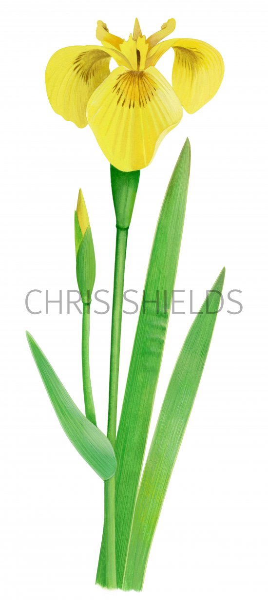 Illustration of Yellow Flag (Iris pseudacorus) (#2821)