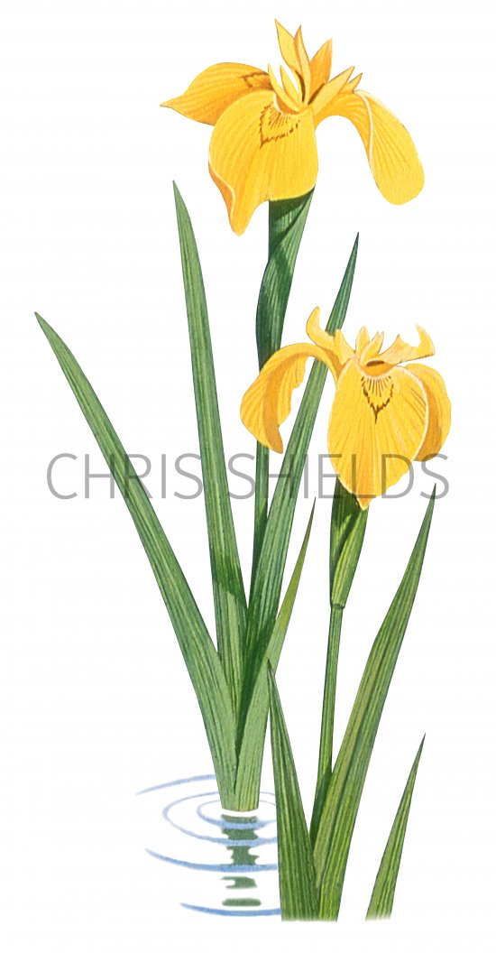 Illustration of Yellow Flag (Iris pseudacorus) (#3339)
