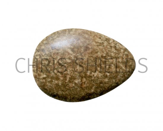Illustration of Yellow Wagtail egg (Motacilla flava) (#3299)
