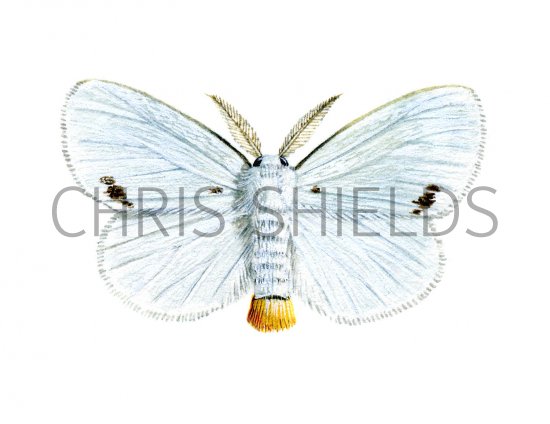 Illustration of Yellow-tailed Moth (Euproctis similis) (#2791)