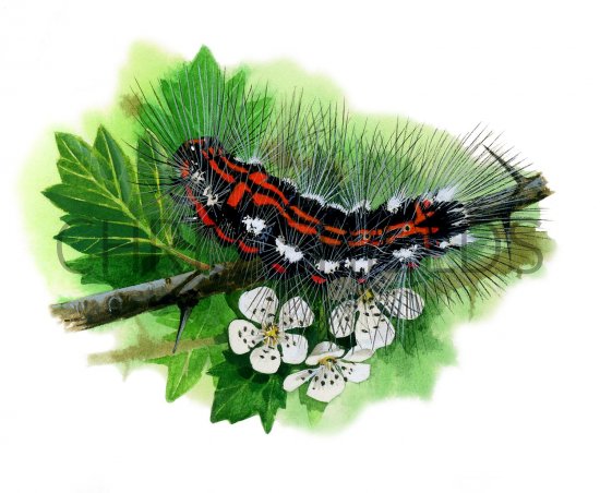 Illustration of Yellow-tailed Moth caterpillar (Euproctis similis) (#2863)
