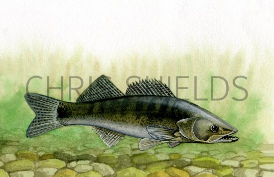 Illustration of Zander (Stizostedion lucioperca) (#0197)
