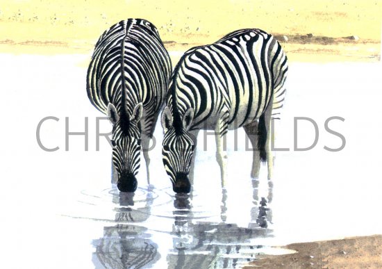Illustration of Zebra (Equus quagga) (#1131)