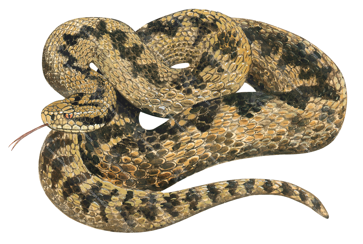 Illustration of Adder (Vipera berus) (#0666)