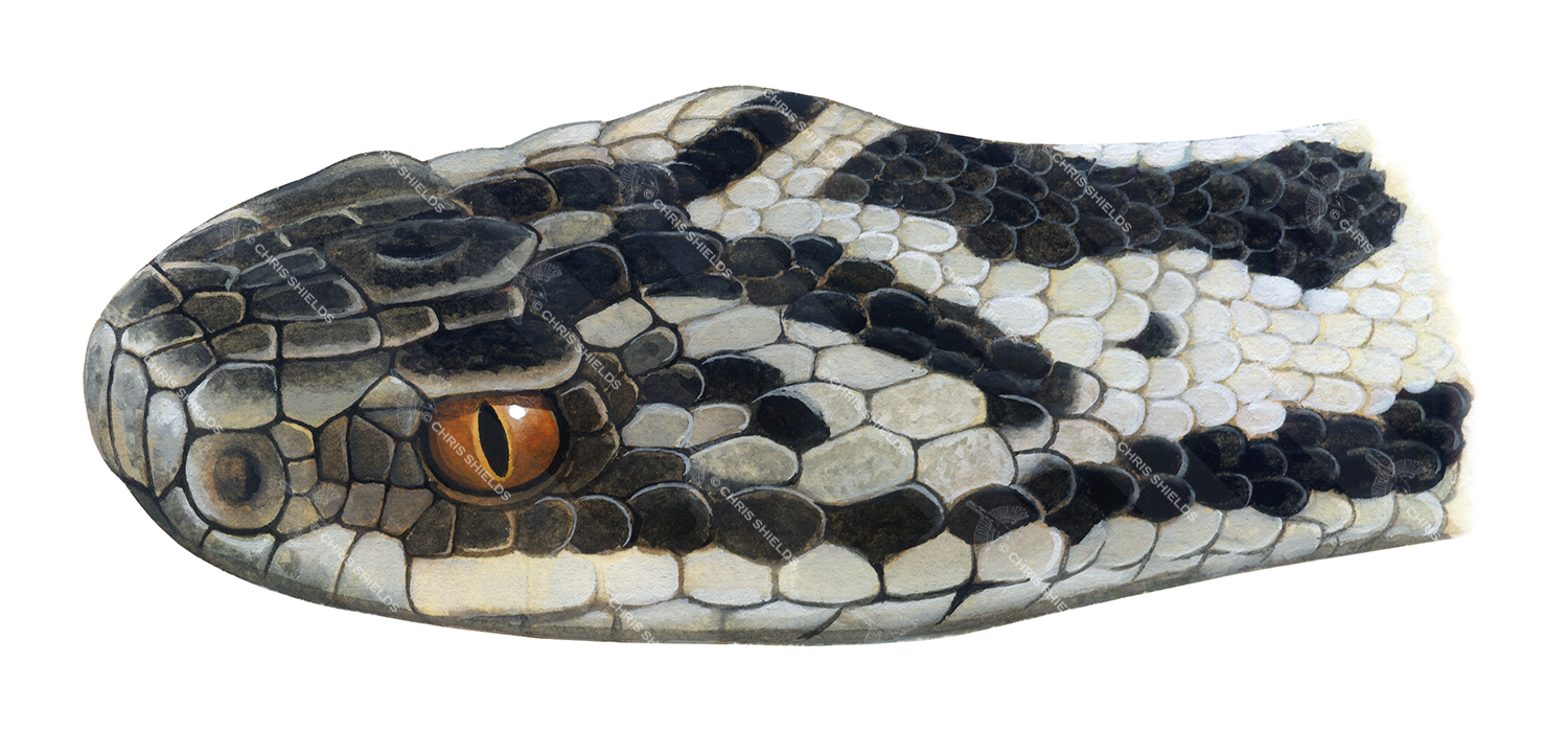 Illustration of Adder (Vipera berus) (#1399)