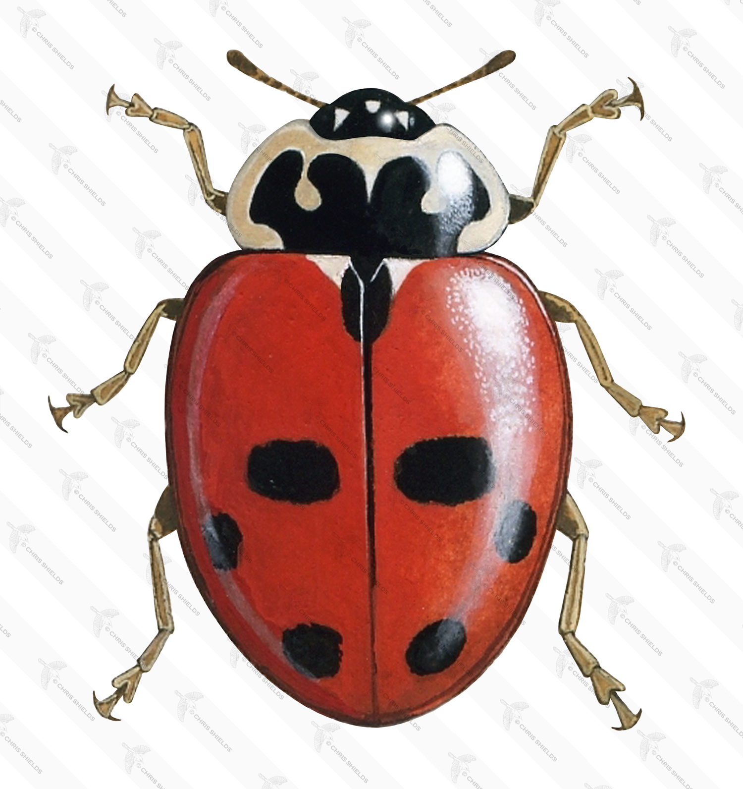 Illustration of Adonis Ladybird (Adonia variegata) (#0488)