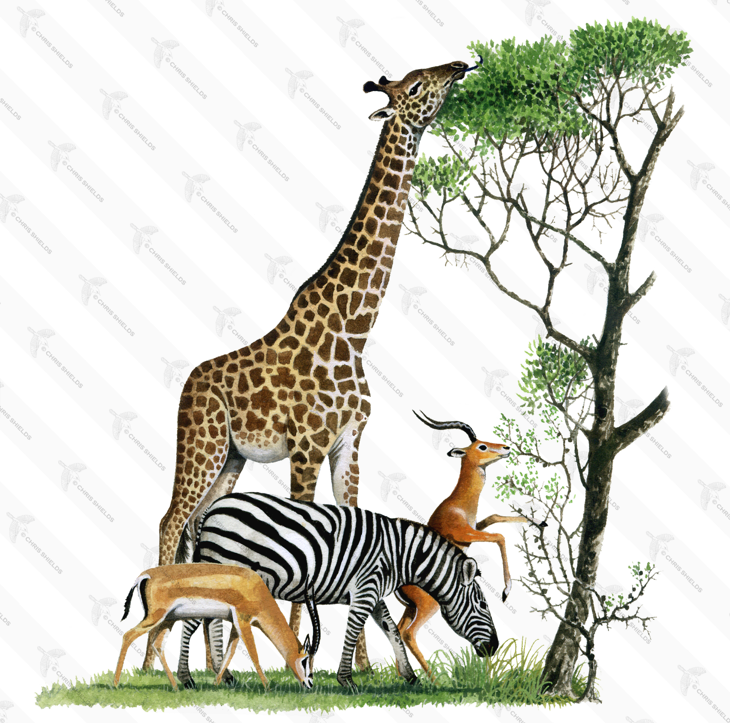 Illustration of African Wildlife - Grant's Gazelle, Impala, Zebra, Giraffe (#0237)