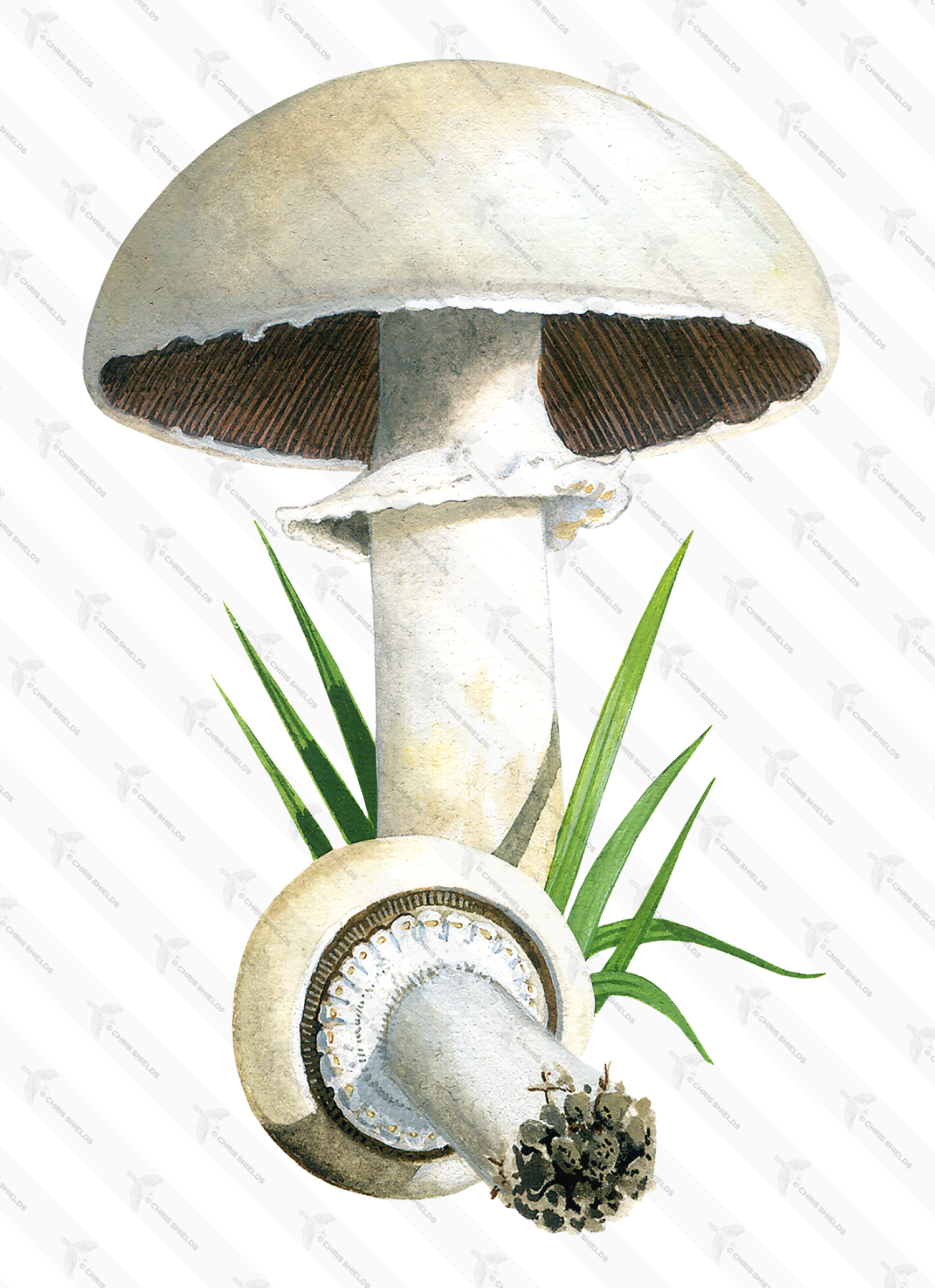 Illustration of Agaricus arvenis (Field or Horse mushroom) (#1637)