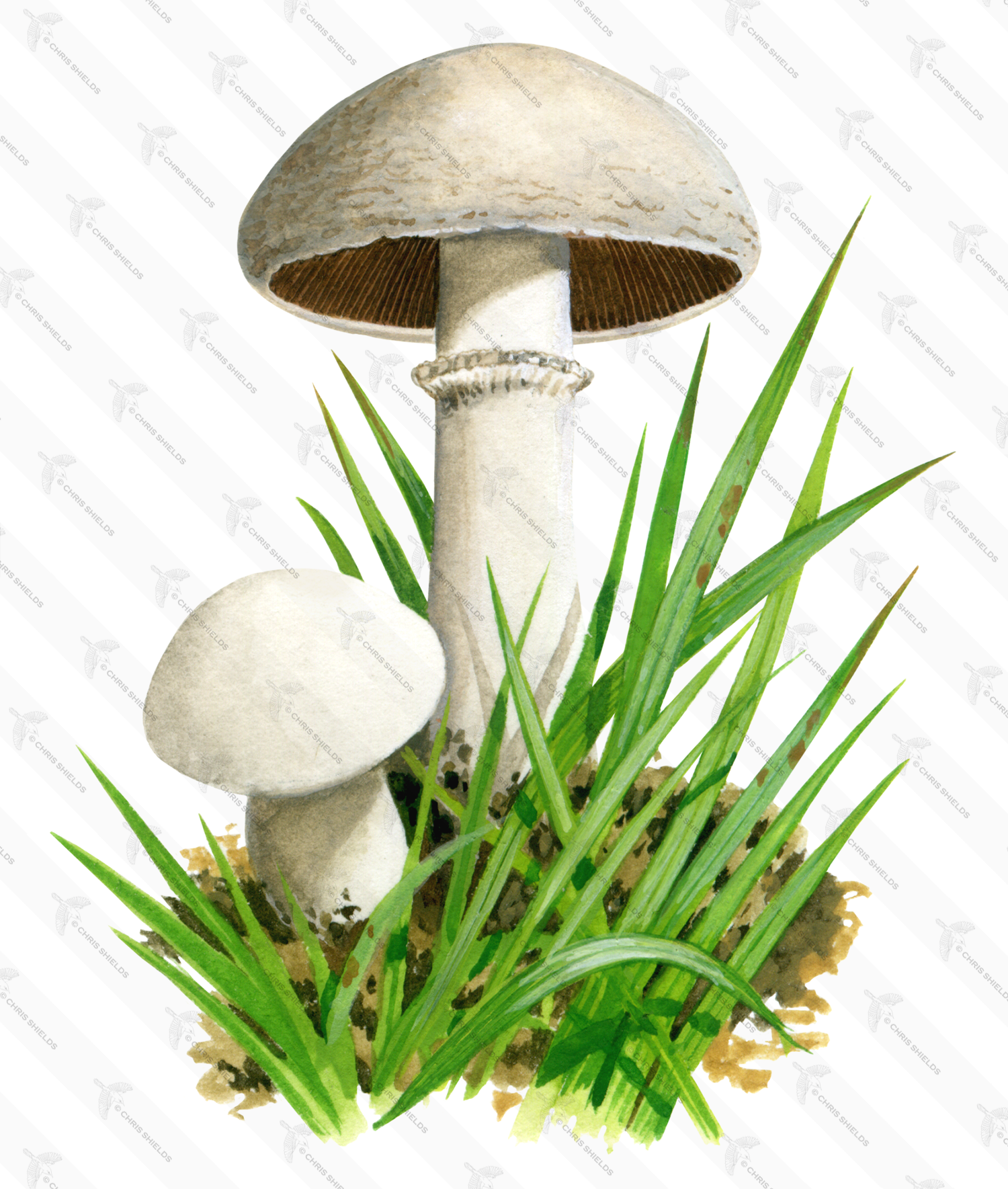 Illustration of Agaricus bisporus (#1598)