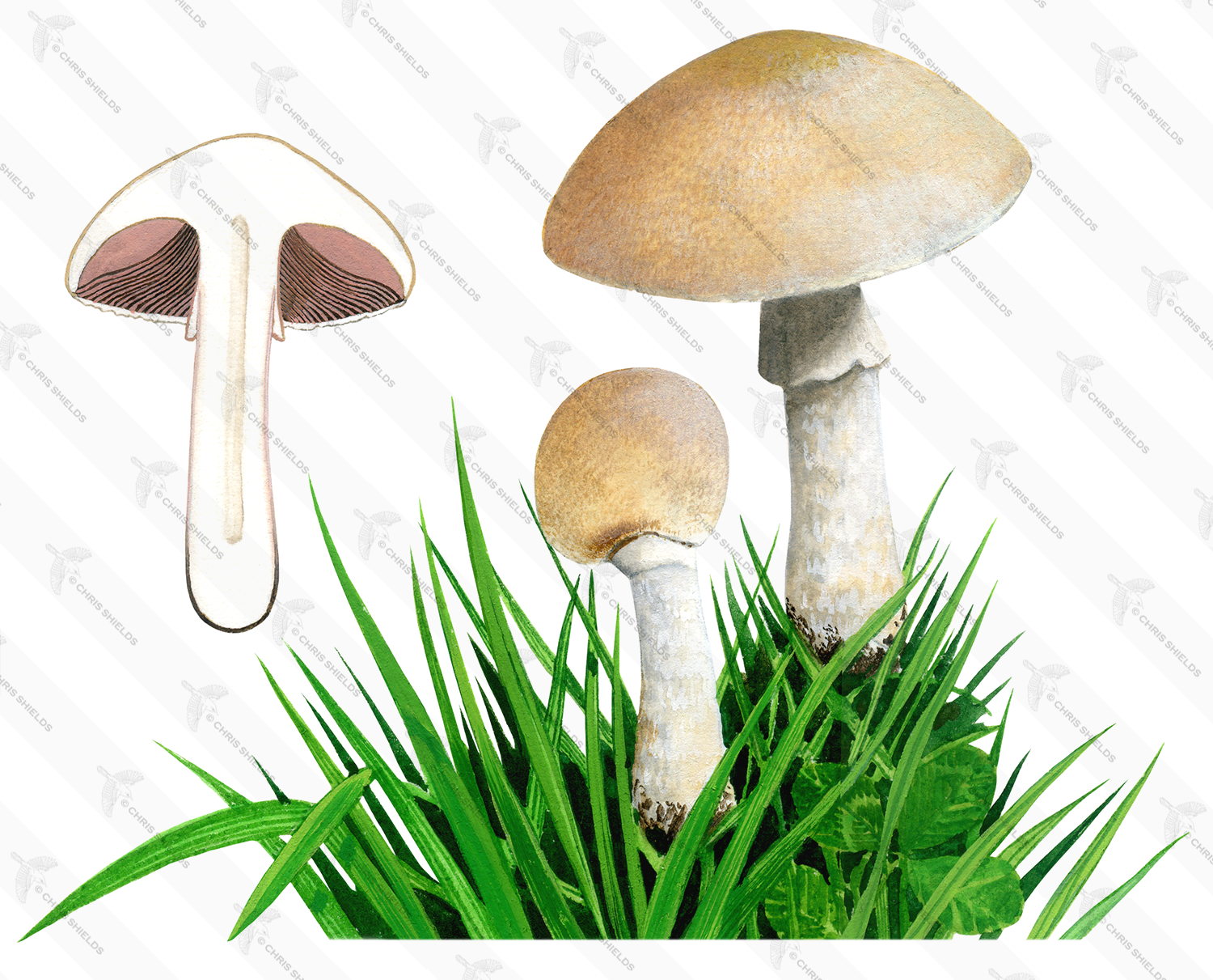 Illustration of Agaricus depauperatus (#1623)