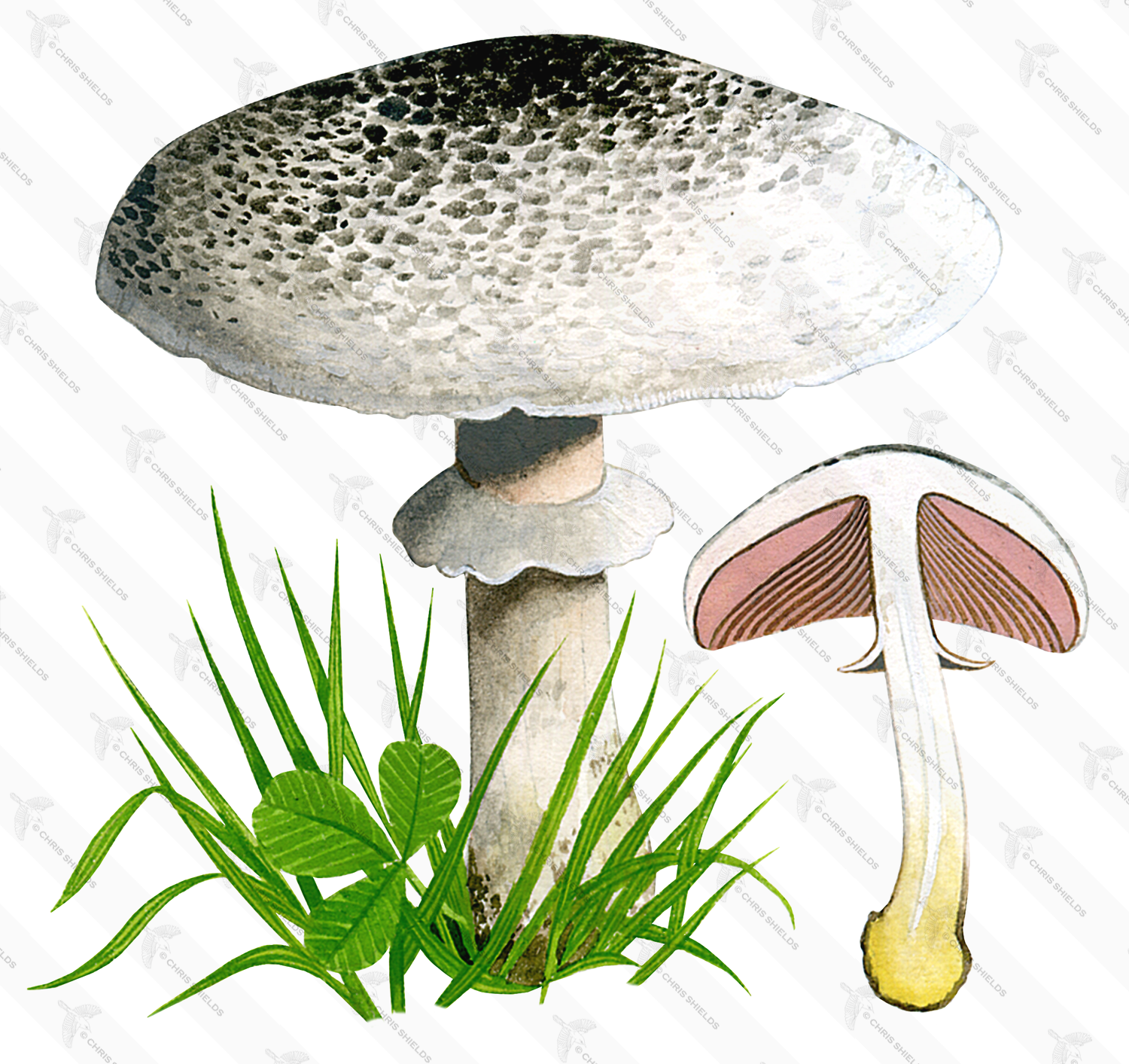 Illustration of Agaricus moelleri (Inky Mushroom) (#1644)