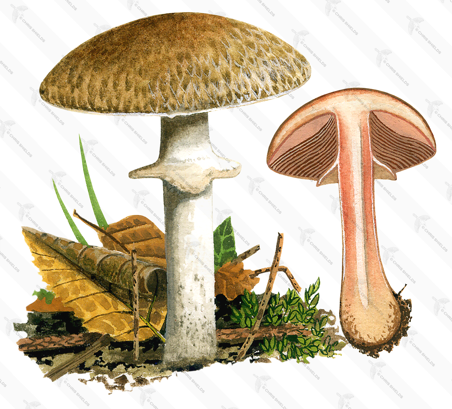 Illustration of Agaricus silvaticus (Blushing Wood Mushroom) (#1627)