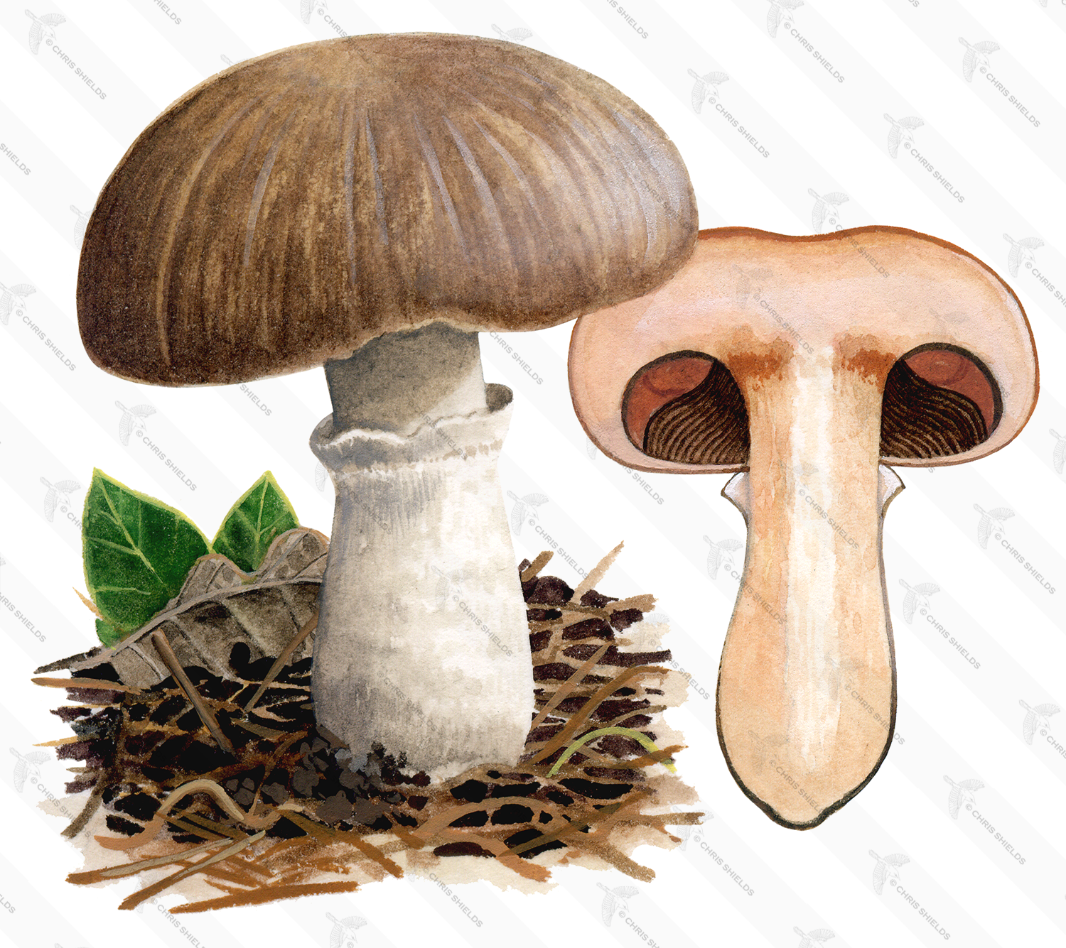 Illustration of Agaricus subfloccosus (#1605)