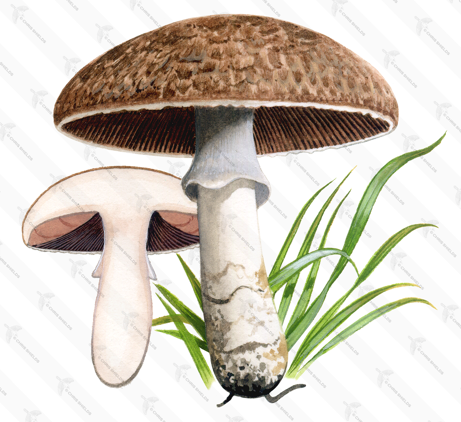 Illustration of Agaricus subperonatus (#1606)