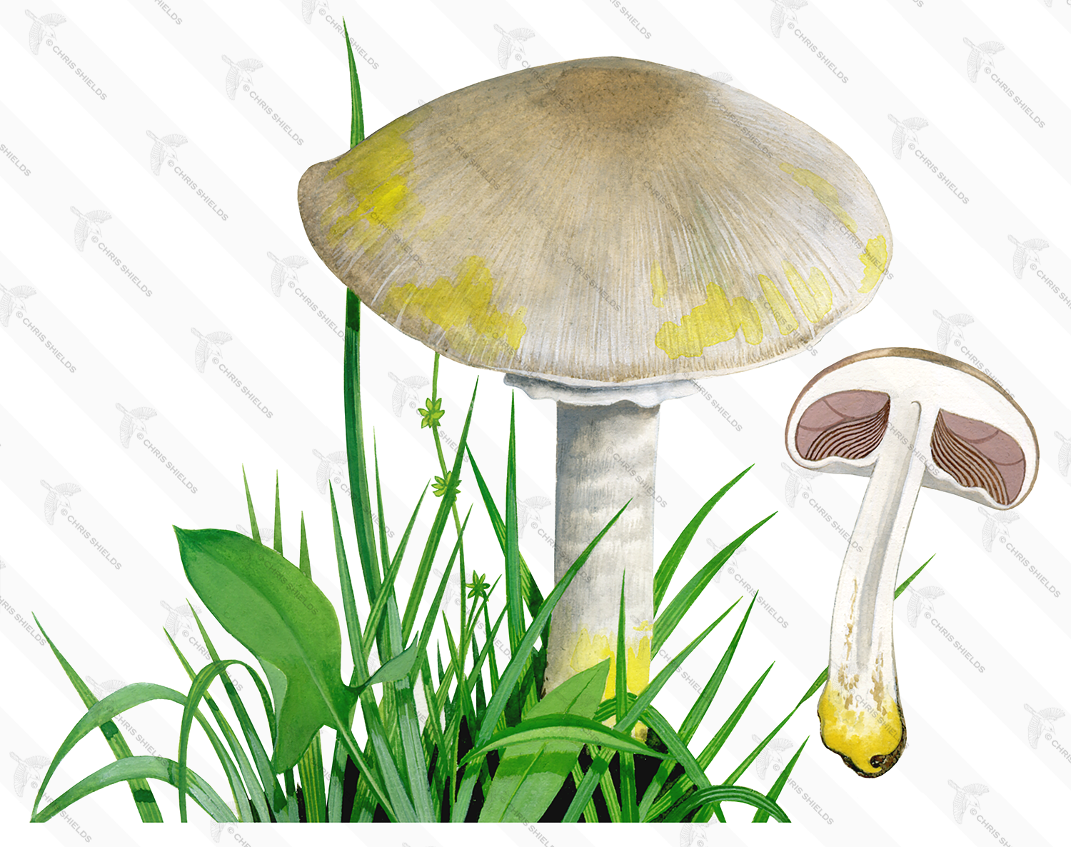 Illustration of Agaricus xanthodermus (Yellow Stainer) (#1640)