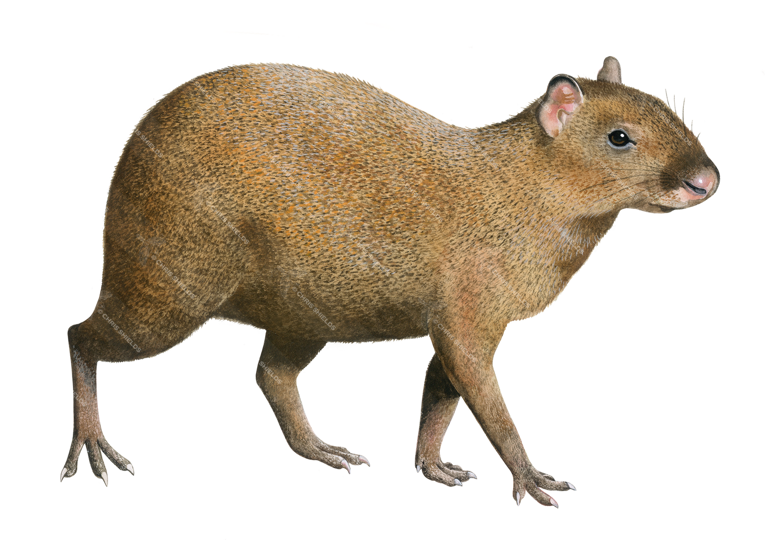 Illustration of Agouti (Dasyprocta punctata) (#4530)