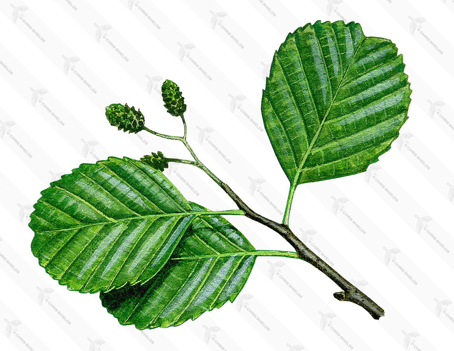 Illustration of Alder Leaves (Alnus-glutinosus) (#4325)