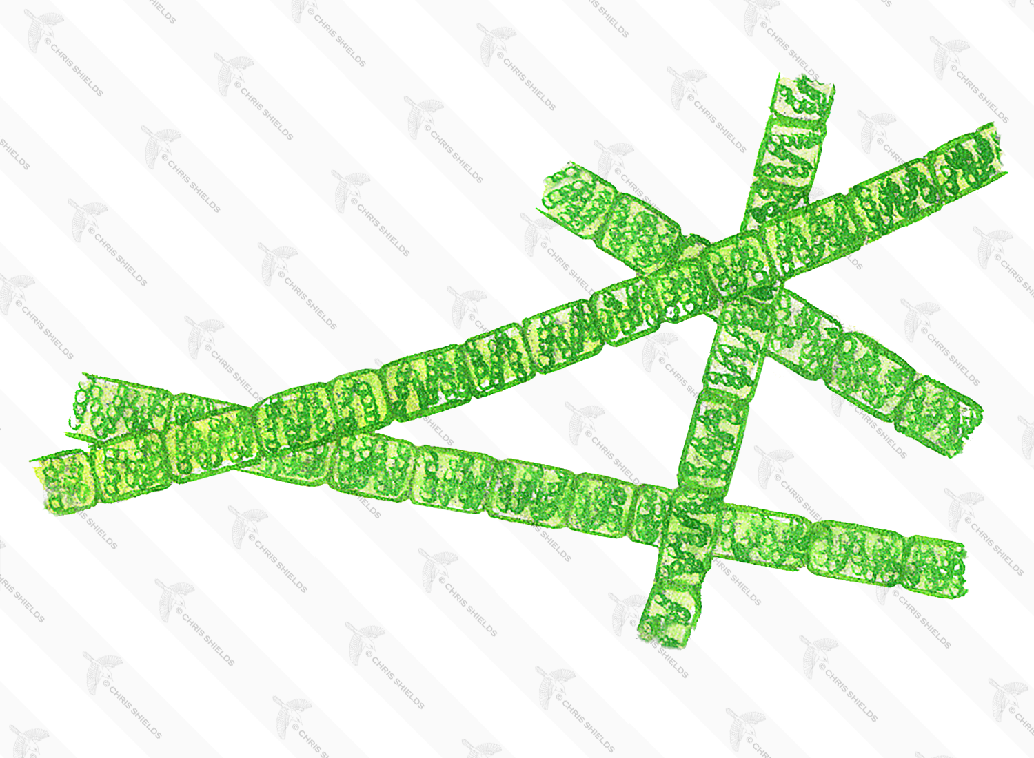 Illustration of Algae (Spirogyra) (#0977)