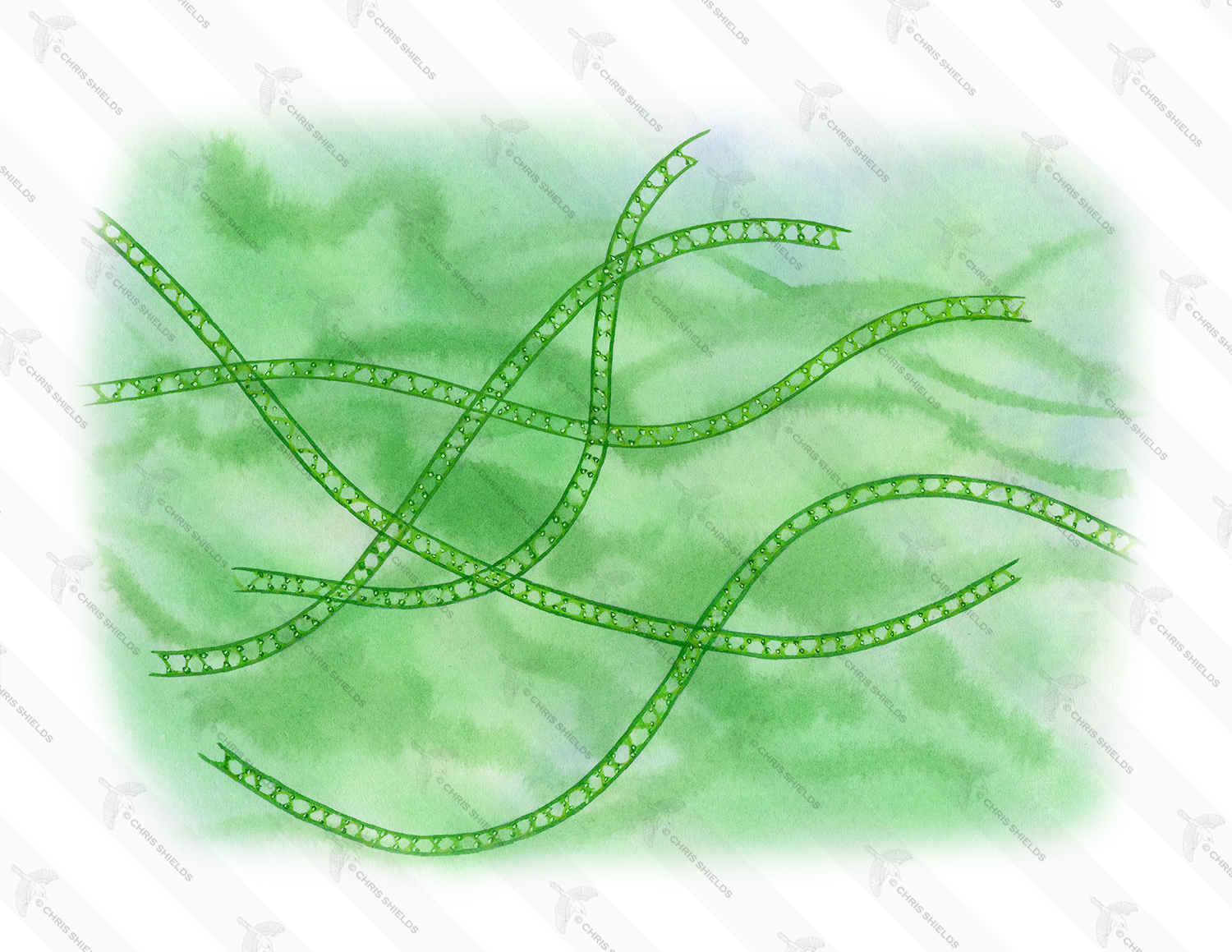 Illustration of Algae (Spirogyra) (#3170)